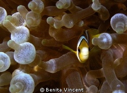 baby clown by Benita Vincent 